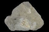 Fossil Crinoid (Aorocrinus) - Gilmore City, Iowa #148673-1
